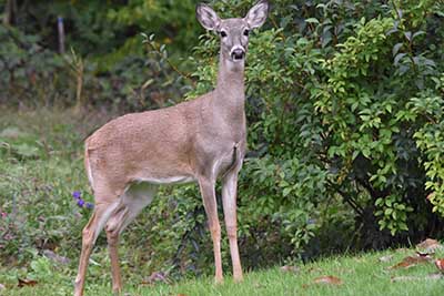 deer standing on grass